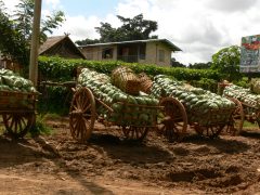 Cabbage Unveiled