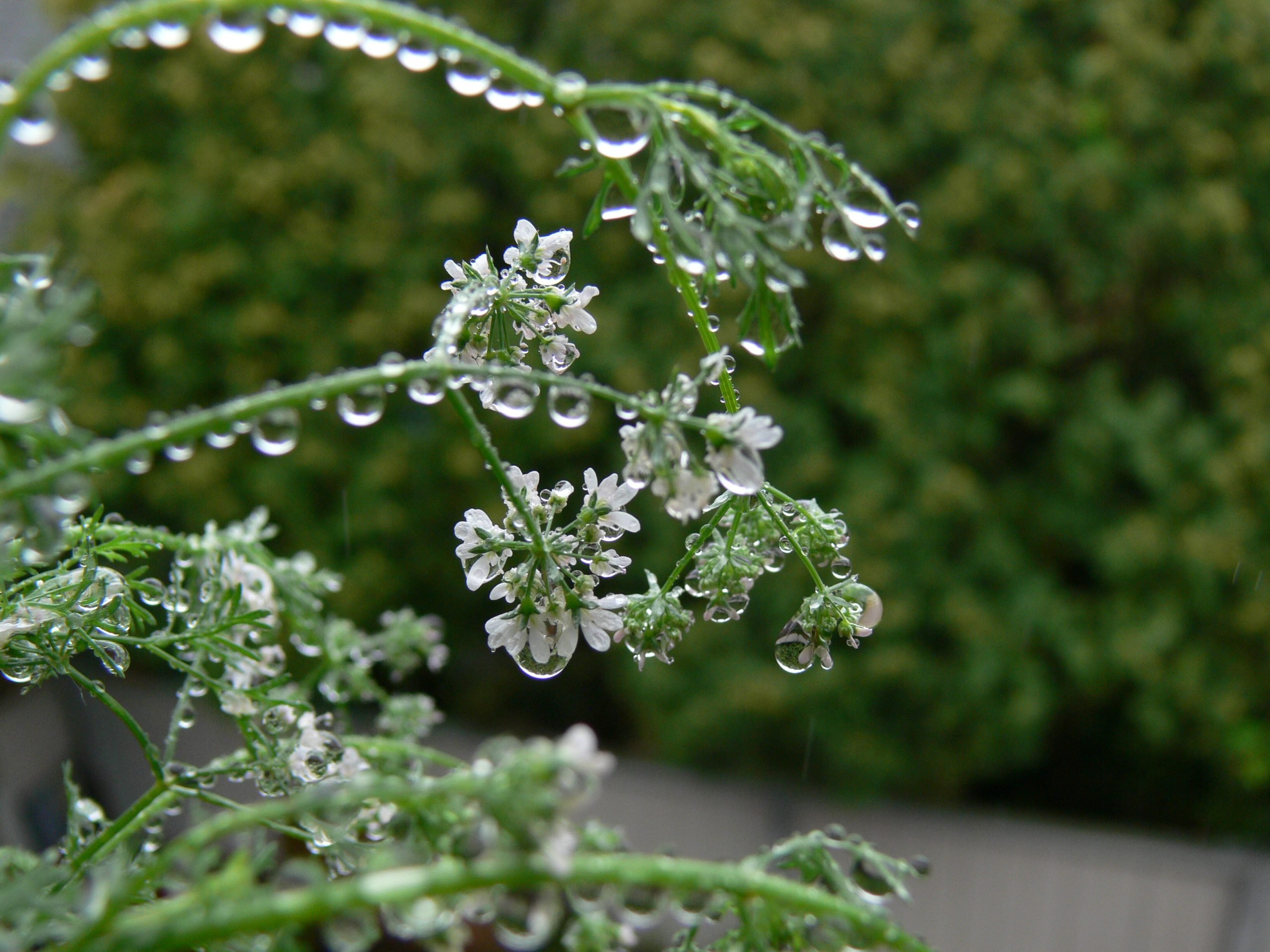 Read more about the article Experiencing Coriander/Cilantro