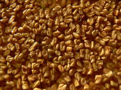 Mankind’s Old Friend Fenugreek