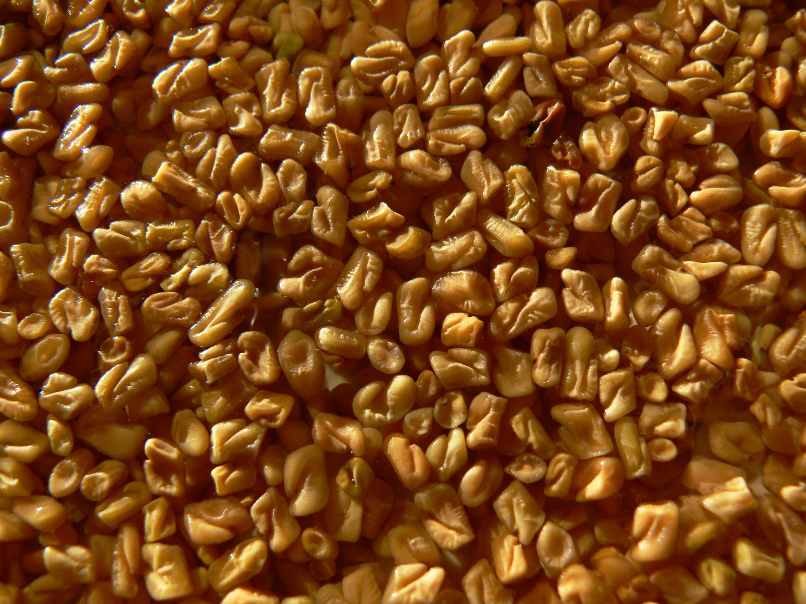 Read more about the article Mankind’s Old Friend Fenugreek
