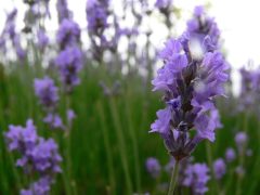 Grain Free Tuesday 15