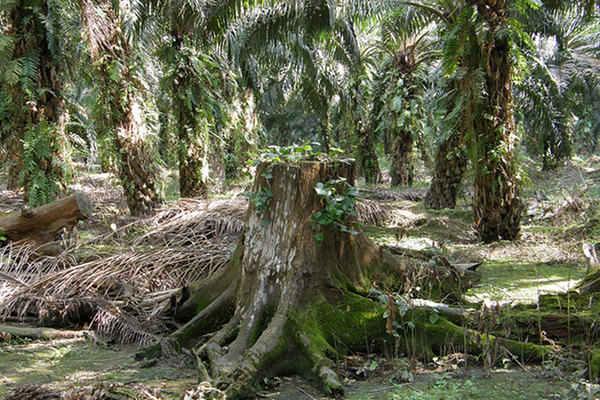 Read more about the article Edible Oil Wars: Palm Oil Plantations ‘Biological Deserts’