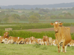 Beautiful Guernseys at Hurdlebrook Dairy