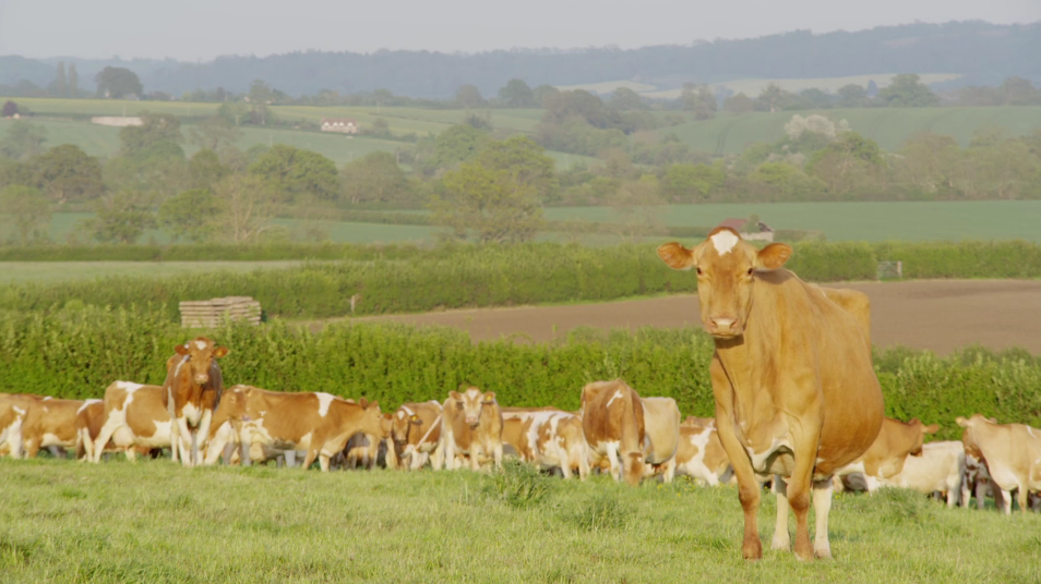 Read more about the article Beautiful Guernseys at Hurdlebrook Dairy